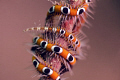   brittle star shot 105mm macro  